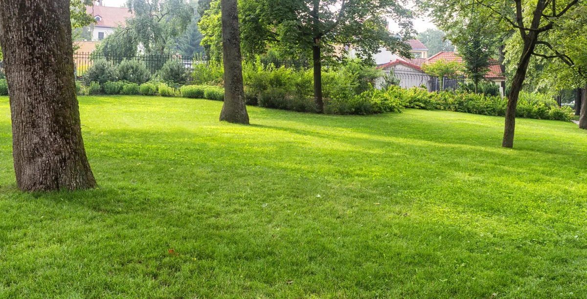 A lush, healthy green lawn shaded by mature trees