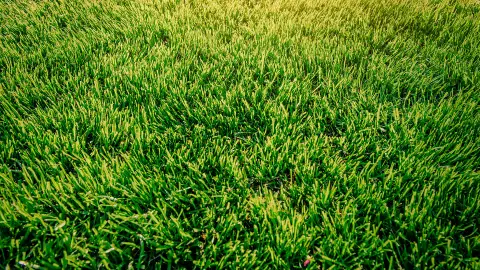Lawn Care by Escapes Outdoor Living in Salisbury, MD